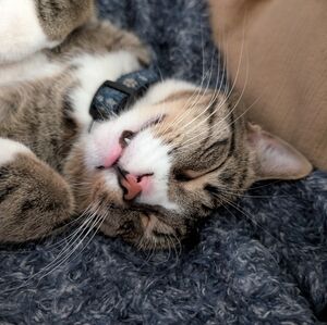 Meet your Posher, Phasia